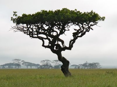 Name of the ebony tree in congo
